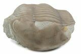 Bargain, Illaenus Laticlavius Trilobite Fossil - Russia #363192-1
